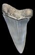 Beautiful Fossil Mako Tooth - Maryland #29941-1